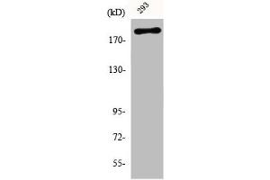 Western Blot analysis of 293 cells using Phospho-WNK1 (T60) Polyclonal Antibody (WNK1 antibody  (pThr60))