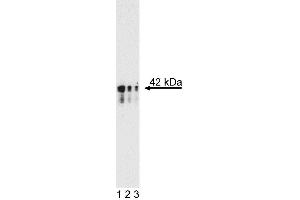 Western blot analysis of anti-mouse Nanog. (Nanog antibody)