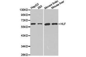 Western Blotting (WB) image for anti-Hepatic Leukemia Factor (HLF) antibody (ABIN1873036) (HLF antibody)