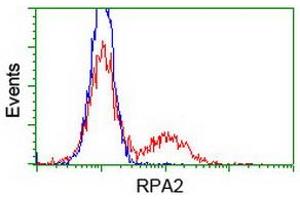 Image no. 1 for anti-Replication Protein A2, 32kDa (RPA2) antibody (ABIN1500738) (RPA2 antibody)