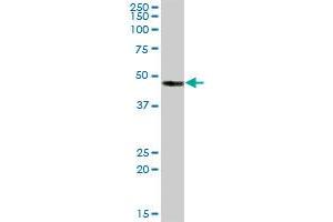 CA14 MaxPab polyclonal antibody. (CA14 antibody  (AA 1-337))