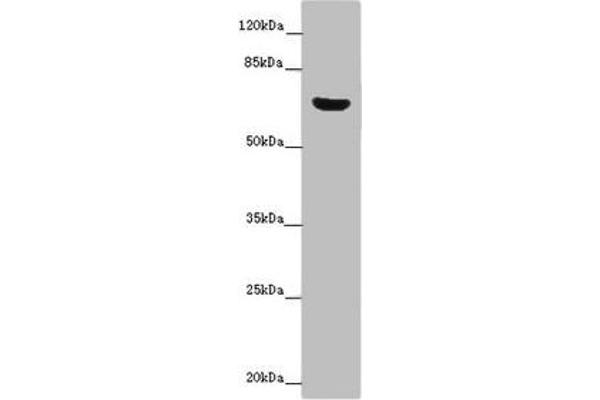 CERKL antibody  (AA 1-558)