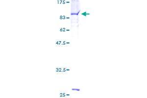 MTMR6 Protein (AA 1-621) (GST tag)