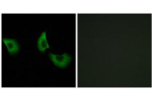 Immunofluorescence analysis of A549 cells, using EFEMP2 antibody. (FBLN4 antibody  (Internal Region))