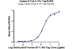 Immobilized Human CTLA-4, hFc Tag at 2 μg/mL (100 μL/well) on the plate.