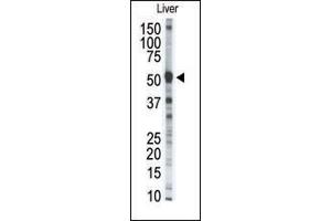 Western blot analysis of anti-P8 Pab (ABIN390153 and ABIN2840652) in mouse liver tissue lysate (35 μg/lane). (MMP8 antibody  (AA 286-315))