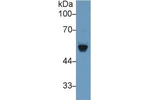 Western blot analysis of Rat Serum, using Rat bACE2 Antibody (1 µg/ml) and HRP-conjugated Goat Anti-Rabbit antibody ( (BACE2 antibody  (AA 242-502))