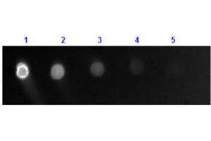 Dot Blot results of Goat Anti-Dog IgG Antibody Fluorescein Conjugate. (Goat anti-Dog IgG (Heavy & Light Chain) Antibody (FITC) - Preadsorbed)