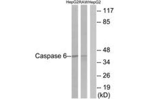 Western blot analysis of extracts from HepG2/RAW264. (Caspase 6 antibody  (AA 223-272))