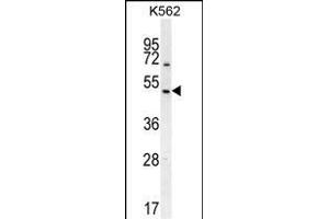 RGS7 Antibody (C-term) (ABIN655954 and ABIN2845340) western blot analysis in K562 cell line lysates (35 μg/lane).