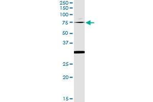 Immunoprecipitation of OXSR1 transfected lysate using anti-OXSR1 monoclonal antibody and Protein A Magnetic Bead , and immunoblotted with OXSR1 MaxPab rabbit polyclonal antibody. (OXSR1 antibody  (AA 351-450))