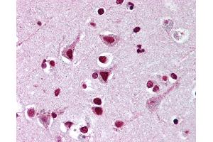 Anti-FMNL2 antibody IHC of human brain, cortex. (FMNL2 antibody  (AA 1-50))