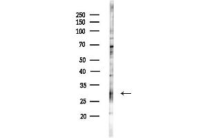 anti-Syntaxin 17 (STX17) (C-Term) antibody