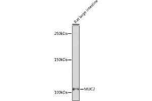 Western blot analysis of extracts of Rat large intestine, using MUC2 Rabbit mAb (ABIN7268689) at 1:1000 dilution. (MUC2 antibody)