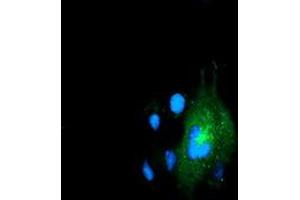Anti-LMAN1 mouse monoclonal antibody (ABIN2454009) immunofluorescent staining of COS7 cells transiently transfected by pCMV6-ENTRY LMAN1 (RC207088). (LMAN1 antibody)