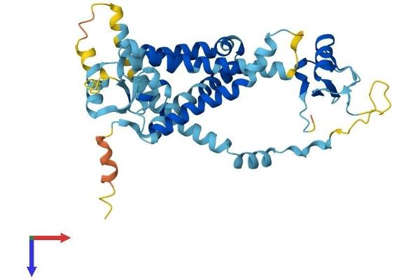 PEX12 Protein (AA 1-359) (His tag)