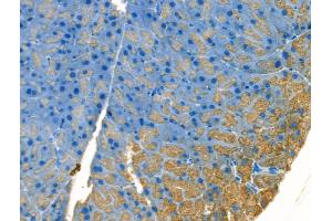 anti-Pancreatic Polypeptide (PPY) (Internal Region) antibody