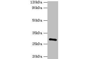 Western blot All lanes: GOSR1 antibody at 16 μg/mL + Mouse liver tissue Secondary Goat polyclonal to rabbit IgG at 1/10000 dilution Predicted band size: 29, 22 kDa Observed band size: 29 kDa (GS28 antibody  (AA 1-115))