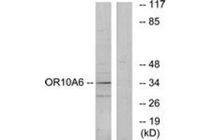 Western Blotting (WB) image for anti-Olfactory Receptor, Family 10, Subfamily A, Member 6 (OR10A6) (AA 241-290) antibody (ABIN2890959) (OR10A6 antibody  (AA 241-290))