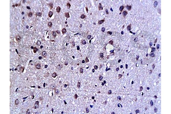 C-JUN antibody  (AA 31-331)