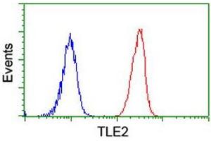 Image no. 2 for anti-Transducin-Like Enhancer Protein 2 (TLE2) antibody (ABIN1501408) (TLE2 antibody)