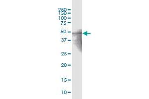 ZNF772 MaxPab polyclonal antibody. (ZNF772 antibody  (AA 1-489))
