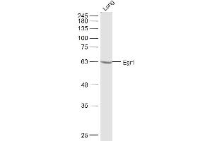 Mouse Lung lysates probed with Egr1 Polyclonal Antibody, Unconjugated  at 1:500 dilution and 4˚C overnight incubation. (EGR1 antibody  (AA 401-453))