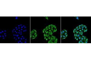 Immunocytochemistry/Immunofluorescence analysis using Mouse Anti-HSP70 Monoclonal Antibody, Clone 5A5 (ABIN361735 and ABIN361736). (HSP70 antibody)