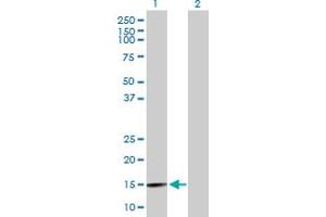 Western Blot analysis of BRWD1 expression in transfected 293T cell line by BRWD1 MaxPab polyclonal antibody. (BRWD1 antibody  (AA 1-120))