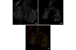 Immunofluorescence (IF) image for anti-Sarcolemma Associated Protein (SLMAP) (N-Term) antibody (ABIN7273027) (SLMAP antibody  (N-Term))