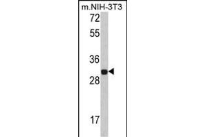 Western blot analysis of FHL1 Antibody (C-term) (ABIN390835 and ABIN2841061) in NIH-3T3 cell line lysates (35 μg/lane). (FHL1 antibody  (C-Term))