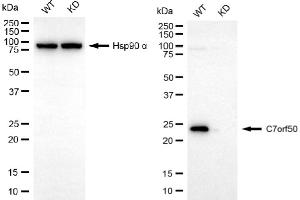 Western blotting analysis using C7orf50 antibody (ABIN7798084). (C7orf50 antibody)