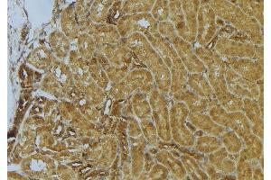 ABIN6273034 at 1/100 staining Mouse kidney tissue by IHC-P. (CKAP4 antibody  (C-Term))