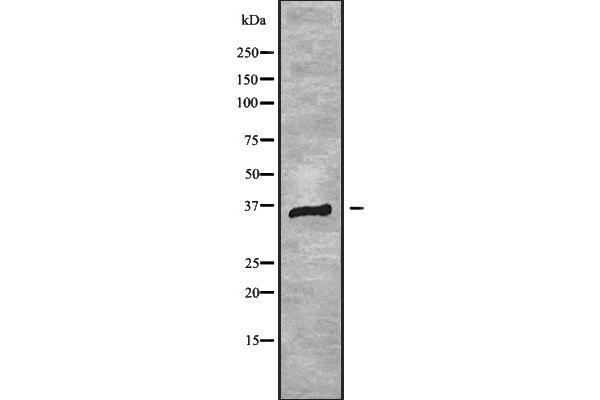 RNF41 antibody  (Internal Region)