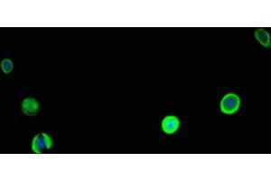 Immunofluorescent analysis of MCF-7 cells using ABIN7146571 at dilution of 1:100 and Alexa Fluor 488-congugated AffiniPure Goat Anti-Rabbit IgG(H+L) (Calreticulin antibody  (AA 18-417))