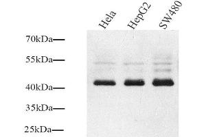Western Blot analysis of various samples using Connexin 43 Polyclonal Antibody at dilution of 1:1000. (Connexin 43/GJA1 antibody)