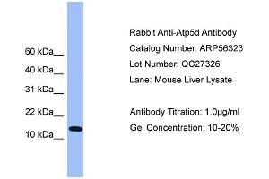 WB Suggested Anti-Atp5d  Antibody Titration: 0. (ATP5F1D antibody  (C-Term))