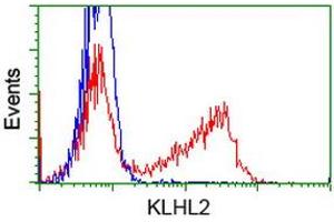 Flow Cytometry (FACS) image for anti-Kelch-Like 2, Mayven (KLHL2) (AA 1-100), (AA 494-593) antibody (ABIN1490549) (KLHL2 antibody  (AA 1-100, AA 494-593))
