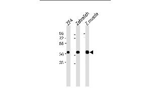 All lanes : Anti-(DANRE) mc4r Antibody (N-Term) at 1:2000 dilution Lane 1: ZF4 whole cell lysate Lane 2: Zebrafish whole cell lysate Lane 3: Z. (MC4R antibody  (AA 25-57))