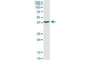 OXA1L MaxPab rabbit polyclonal antibody. (OXA1L antibody  (AA 1-435))