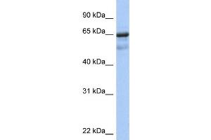WB Suggested Anti-PCK1 Antibody Titration:  0.