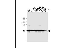 Lane 1: 293 Cell lysates, Lane 2: CEM Cell lysates, Lane 3: HepG2 Cell lysates, Lane 4: Jurkat Cell lysates, Lane 5: HeLa Cell lysates, Lane 6: Raji Cell lysates, probed with H2AFX (938CT5. (H2AFX antibody)