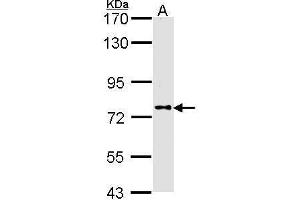WB Image Sample (30 ug of whole cell lysate) A: A431 , 7. (DPP8 antibody  (N-Term))