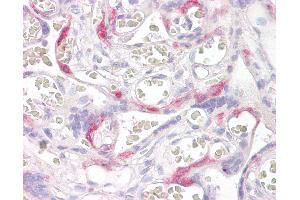 Anti-PHLDA2 antibody IHC of human placenta. (PHLDA2 antibody  (AA 139-152))