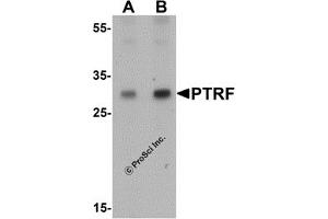 Western Blotting (WB) image for anti-Serum Deprivation Response (SDPR) (N-Term) antibody (ABIN1077452)