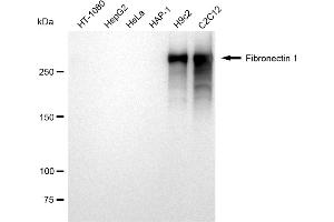 Western blotting analysis using Fibronectin 1 antibody (ABIN7798614).