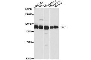 Western blot analysis of extracts of various cell lines, using FAF1 antibody. (FAF1 antibody  (AA 1-280))