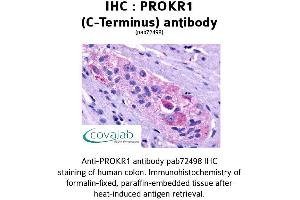 Image no. 1 for anti-Prokineticin Receptor 1 (PROKR1) (C-Term) antibody (ABIN1738397) (Prokineticin Receptor 1 antibody  (C-Term))