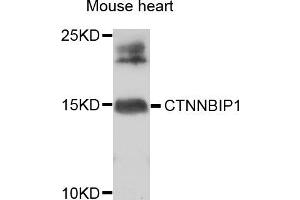Western blot analysis of extracts of mouse heart, using CTNNBIP1 antibody. (CTNNBIP1 antibody)