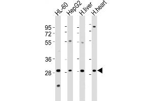 All lanes : Anti-Z1 Antibody (N-Term) at 1:2000 dilution Lane 1: HL-60 whole cell lysates Lane 2: HepG2 whole cell lysates Lane 3: human liver lysates Lane 4: human heart lysates Lysates/proteins at 20 μg per lane. (AMZ1 antibody  (AA 65-96))